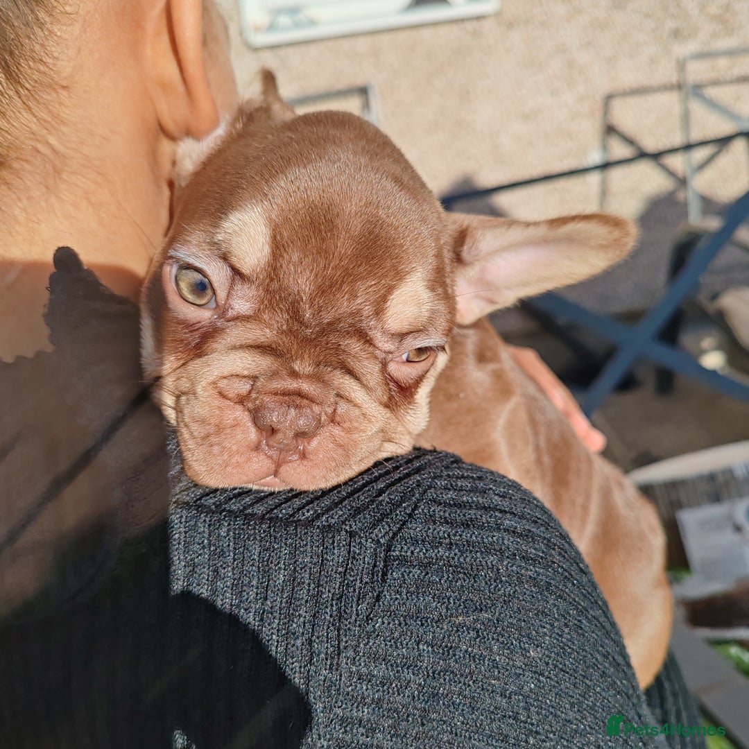 French Bulldog dogs for sale: French bulldog bitches - Image 6