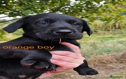 Labrador Retriever dogs for sale: KC Reg Labrador Puppies  - Image 11