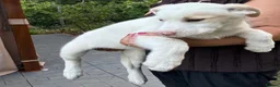 Mixed Breed dogs for adoption: 🤍 LIANA – A Superb young Girl for a Loving Home🩷 - Advert 5