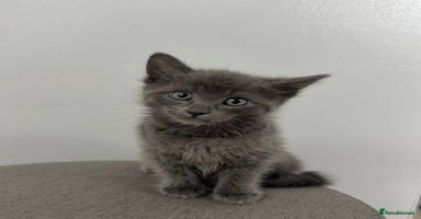 Mixed Breed cats - Advert 13