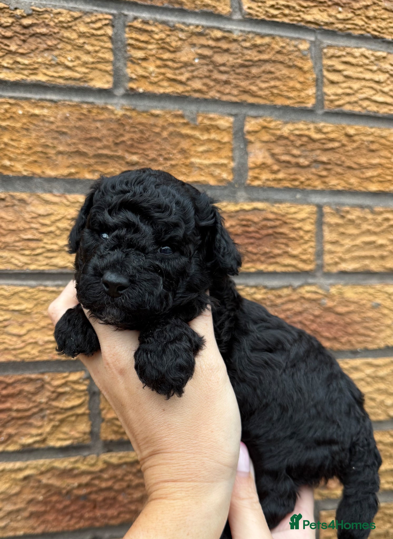 Cockapoo dogs Toy Cockapoo Puppies | DNA & Health Tested Parents - Advert 1