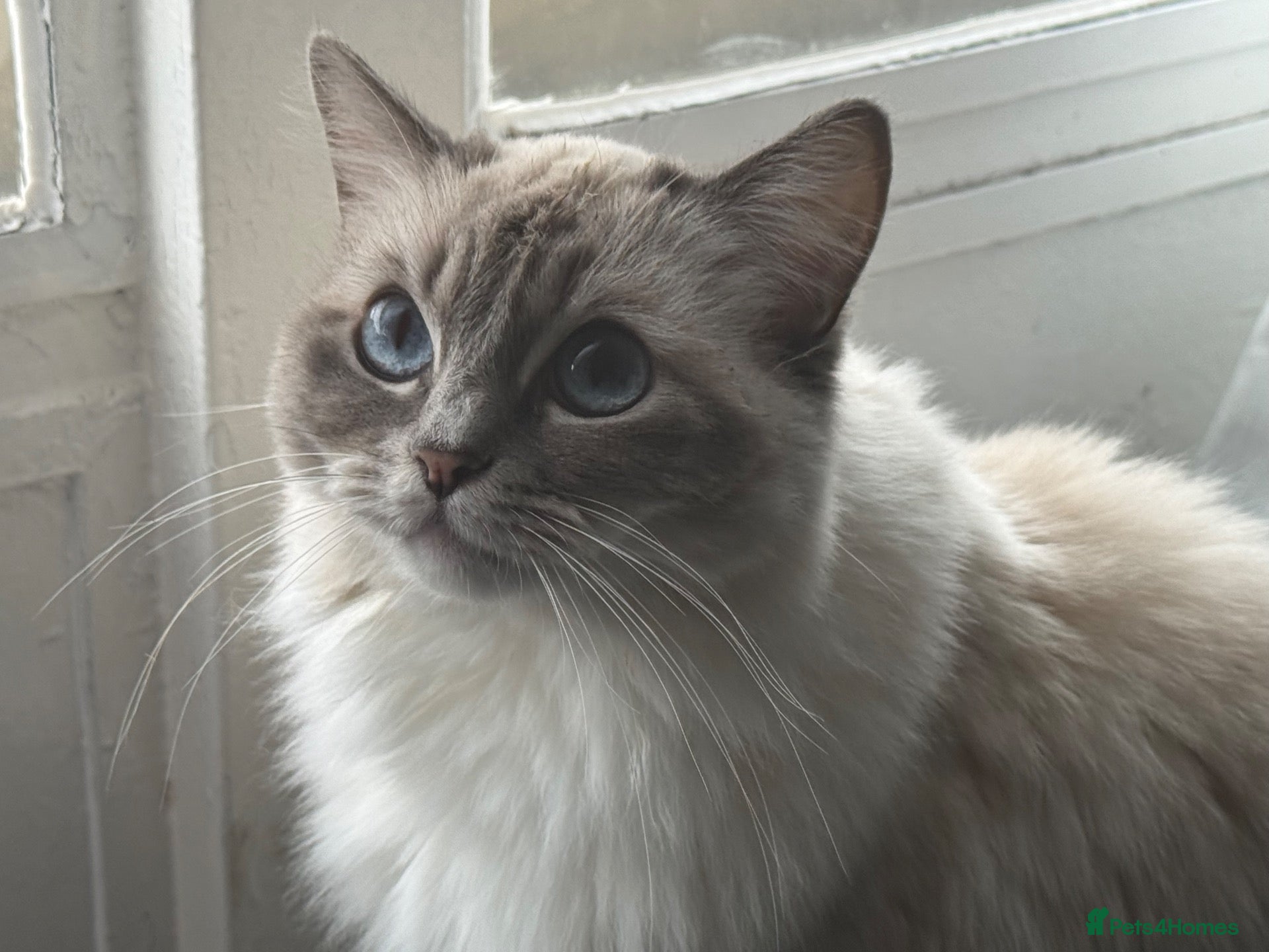 Ragdoll cats Adorable ragdoll for sale - Advert 11