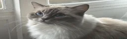 Ragdoll cats for sale: Adorable ragdoll for sale in London - Advert 1