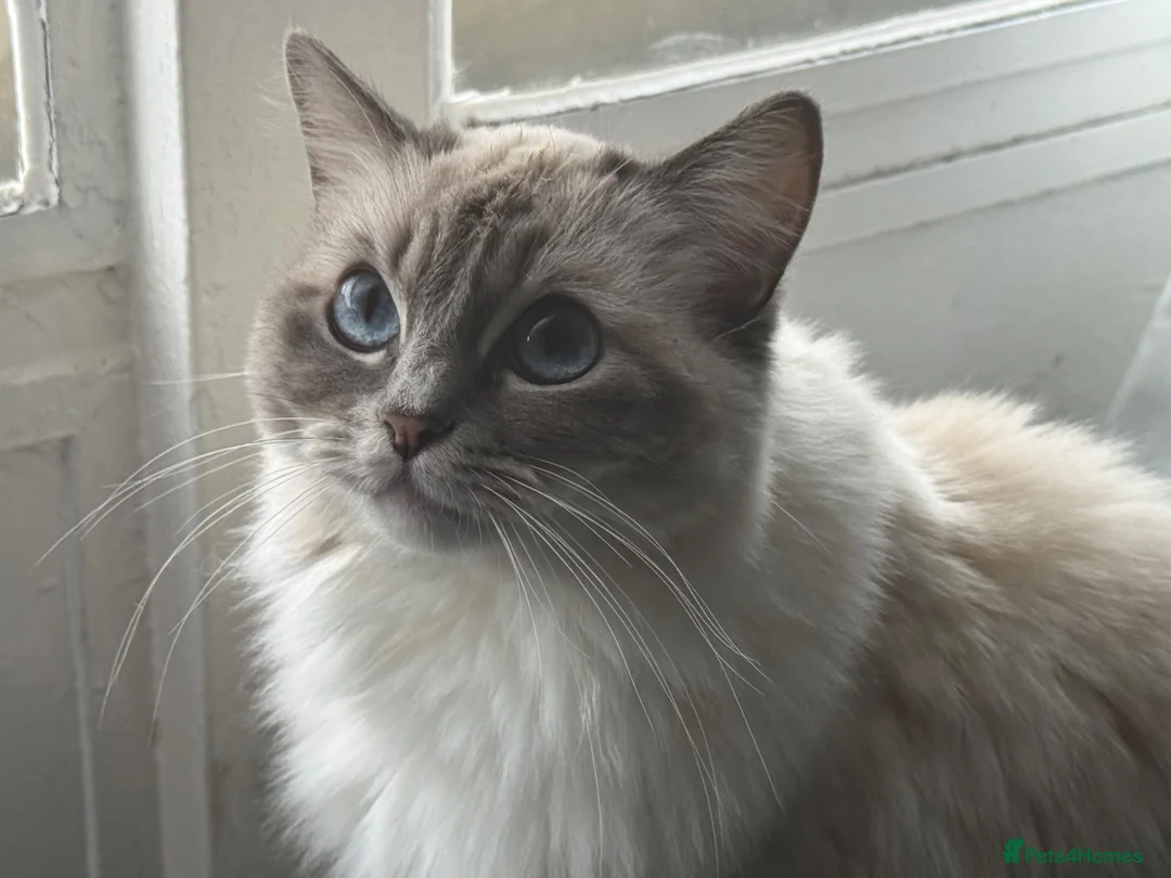 Ragdoll cats for sale: Adorable ragdoll for sale in London - Advert 1