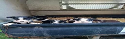 Border Collie dogs for sale: Border collie pups  in Strathaven - Advert 9