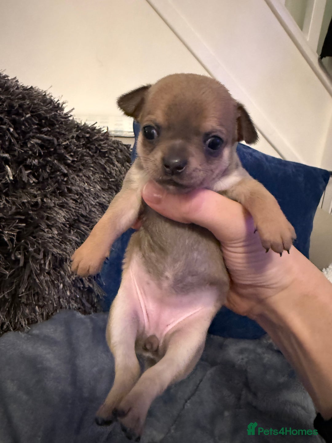 Chihuahua dogs for sale: Stunning smooth coat chihuahuas  - Advert 11