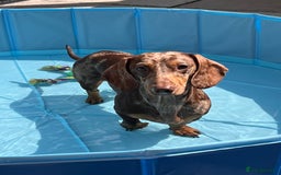 Miniature Dachshund dogs for sale: Champion line miniature Dachshunds KCREG PRACLEAR  - Image 15