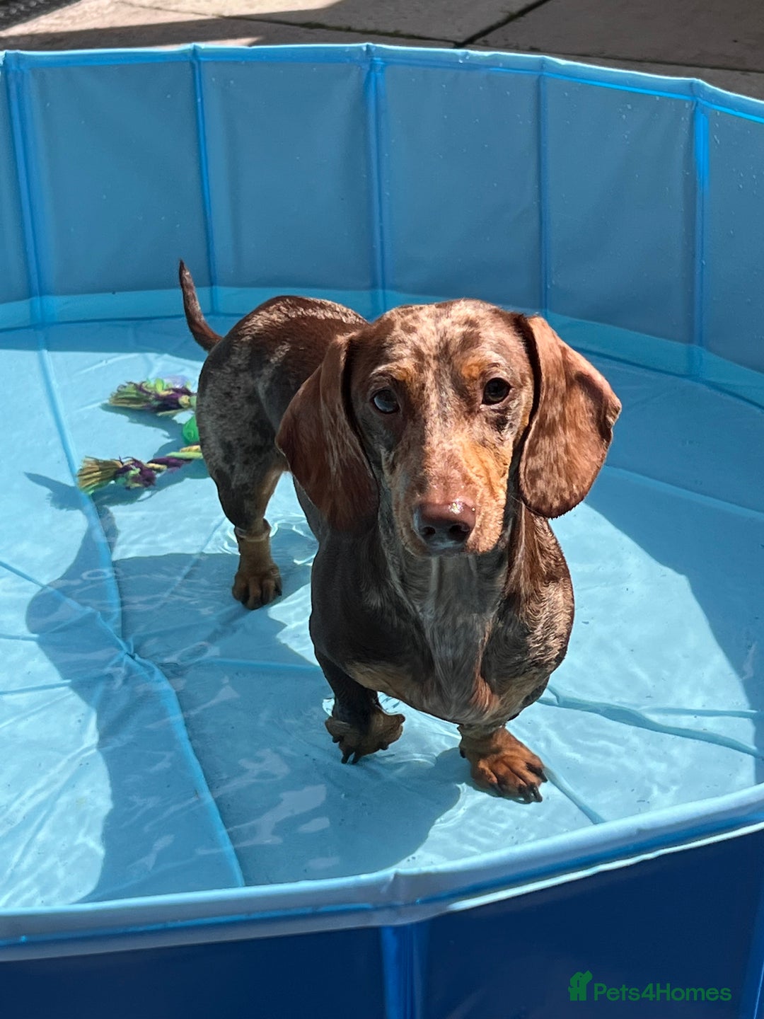 Miniature Dachshund dogs for sale: Champion line miniature Dachshunds KCREG PRACLEAR  - Image 15