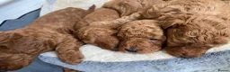 Miniature Poodle dogs for sale: Stunning 6 gen red puppies, DNA clear,  - Advert 4