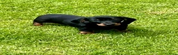 Dachshund dogs for sale: Beautiful Miniature Dachshund Puppies  - Advert 9
