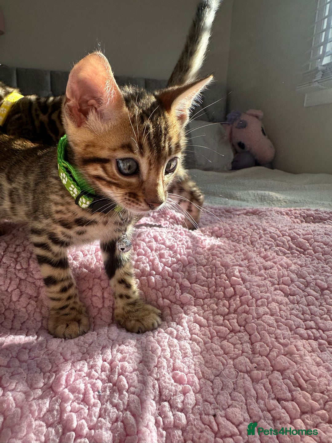 Bengal cats for sale: Beautiful pure Bengal kittens - Image 8