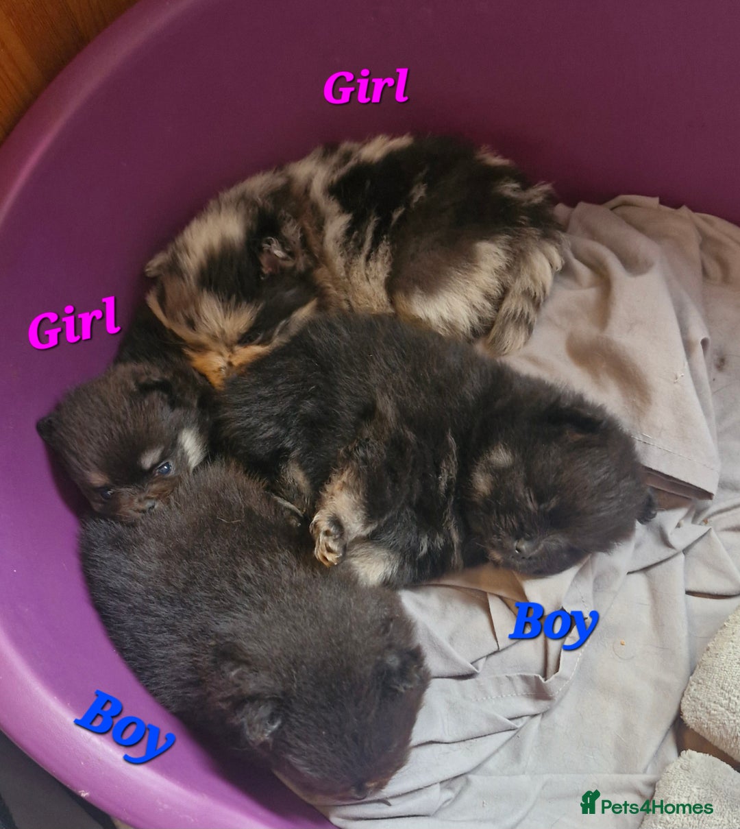 Pomeranian dogs for sale: Beautiful pomeranian puppies for sale 🥰 - Image 9