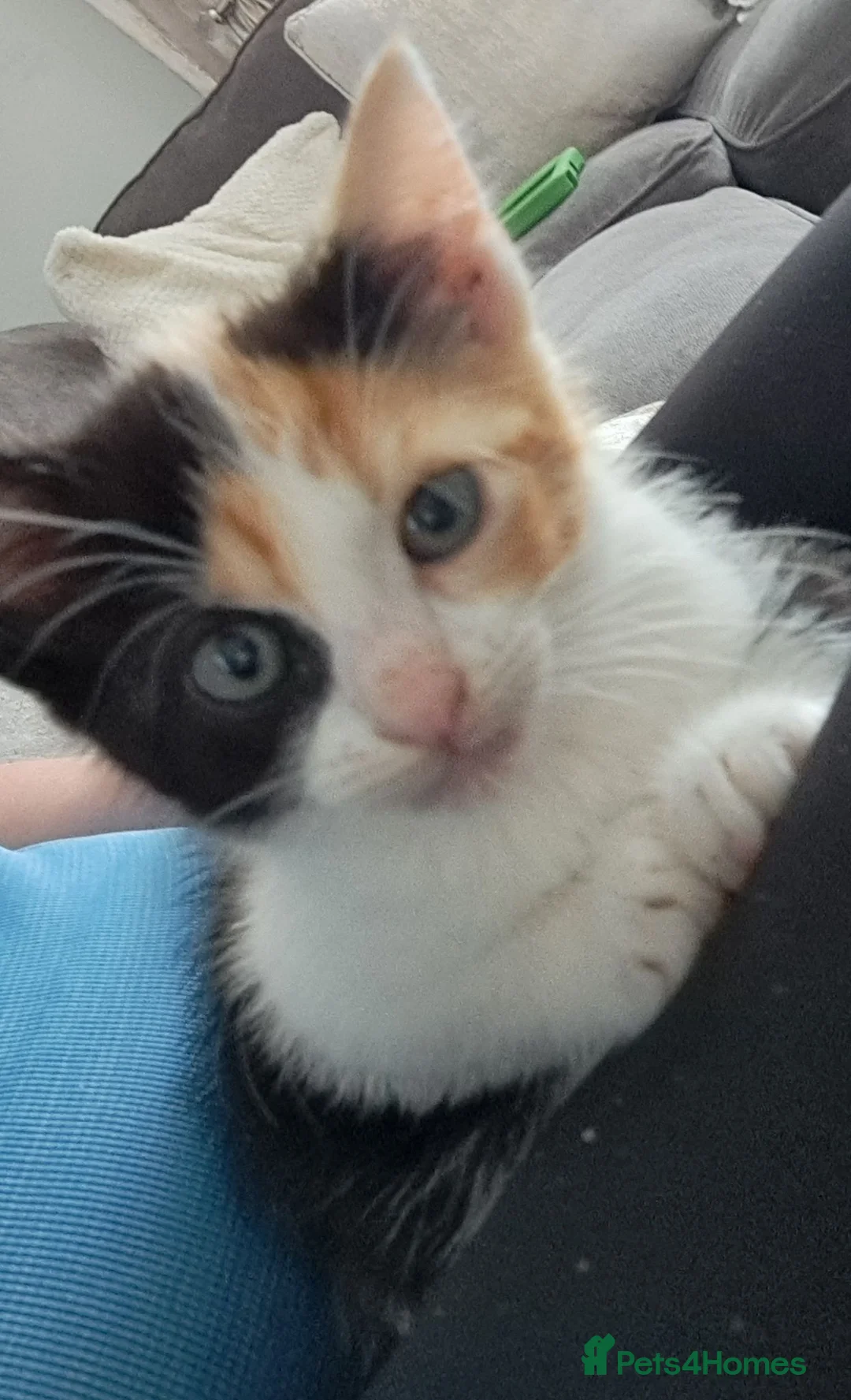 Mixed Breed cats for sale: tortoiseshell kittens - Advert 2