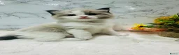 Ragdoll cats for sale:  Tica registered full pedigree ragdolls - Advert 24