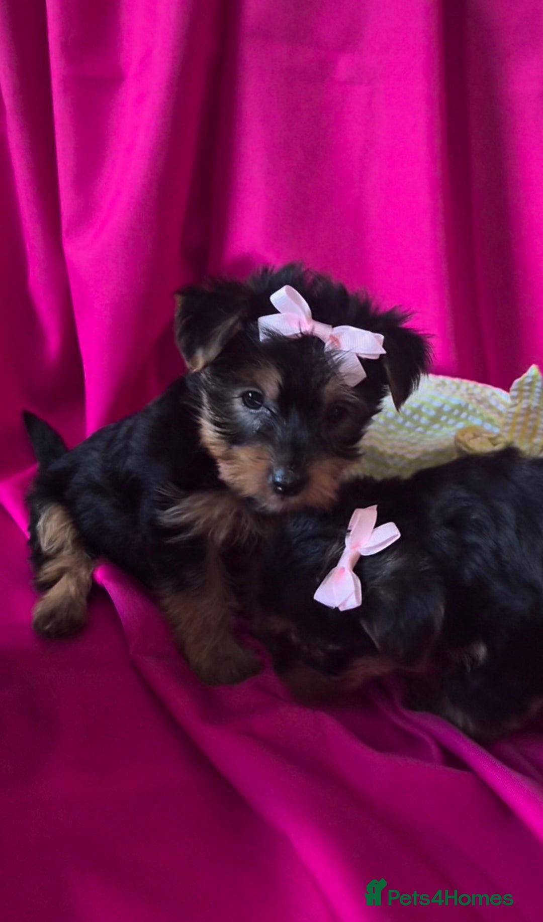 Yorkshire Terrier dogs for sale: 4 little princesses yorkshire terrier - Advert 4