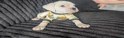 Boxer dogs for sale: Stunning boxer puppies  - Advert 23