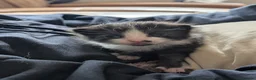 Mixed Breed cats for sale: Beautiful Well-Socialised Kittens - Advert 3
