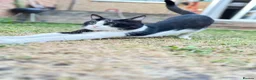 Mixed Breed cats for sale: Cat pair for sale with all accessories  - Advert 7