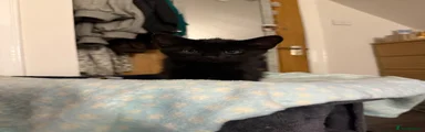 Domestic Shorthair 4