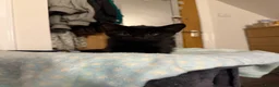 Domestic Shorthair cats for sale: Kittens in Huntly - Advert 13