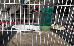 Budgerigars birds for sale: Yellow and Blue Budgerigars  - Image 5