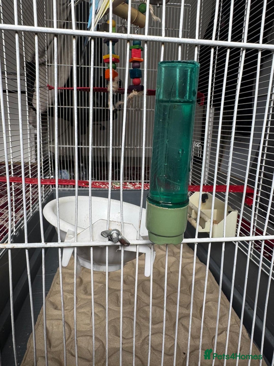 Budgerigars birds for sale: Yellow and Blue Budgerigars  - Image 5