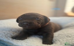 Labrador Retriever dogs for sale: EXCELLENT &UNIQUE LAB PUPPIES AV 12 NOV £1450 - Image 19