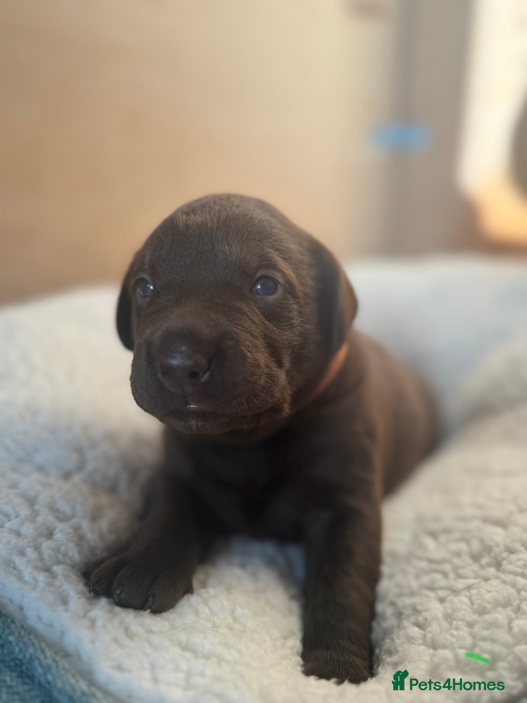 Labrador Retriever dogs for sale: EXCELLENT &UNIQUE LAB PUPPIES AV 12 NOV £1450 - Image 19