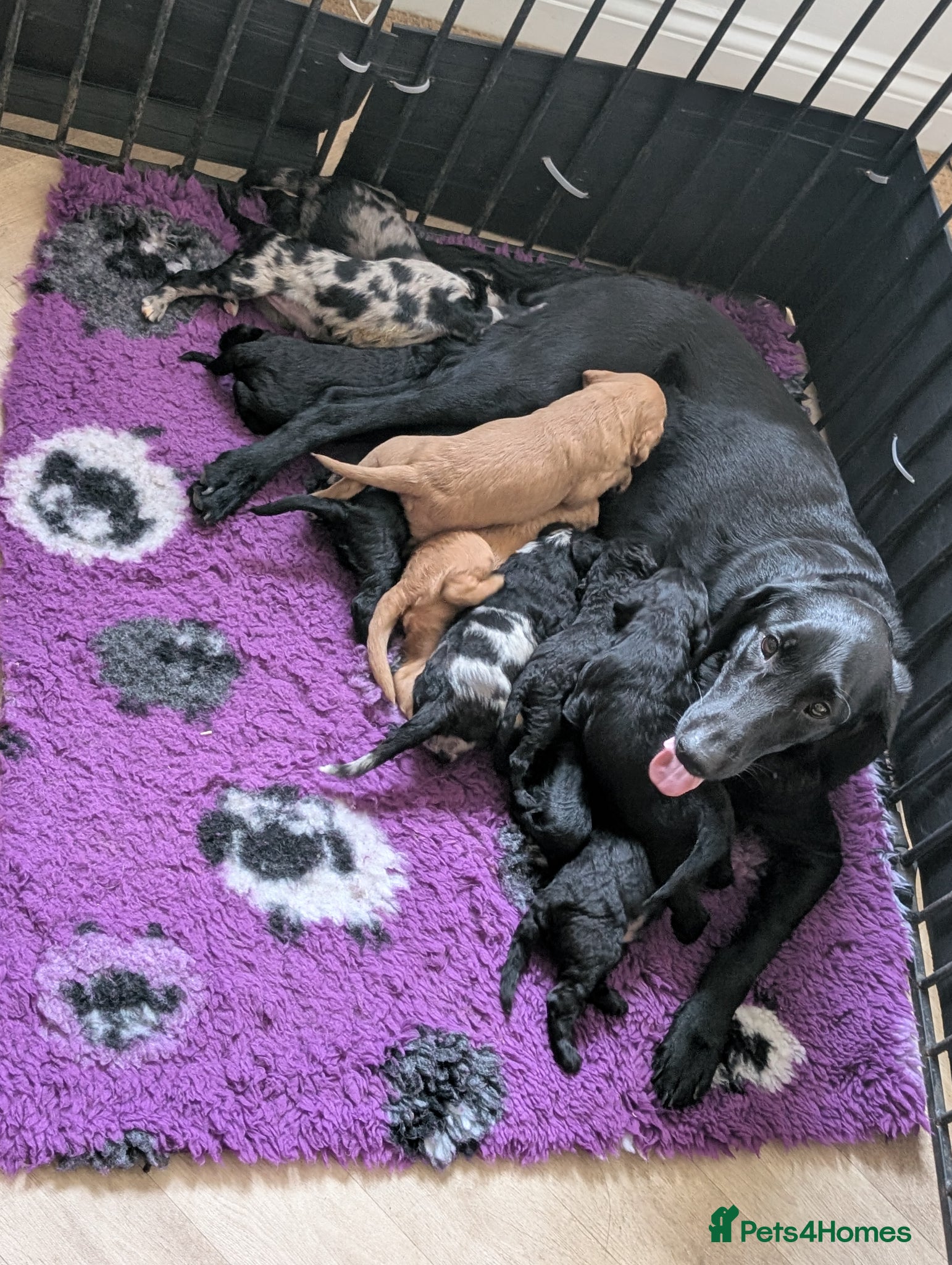 Labradoodle dogs for sale: Unique Labradoodles - Merle, Phantom, Black, Red - Advert 19