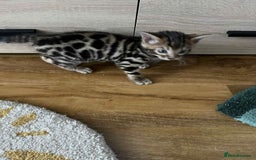 Bengal cats for sale: Bengal  - Image 11