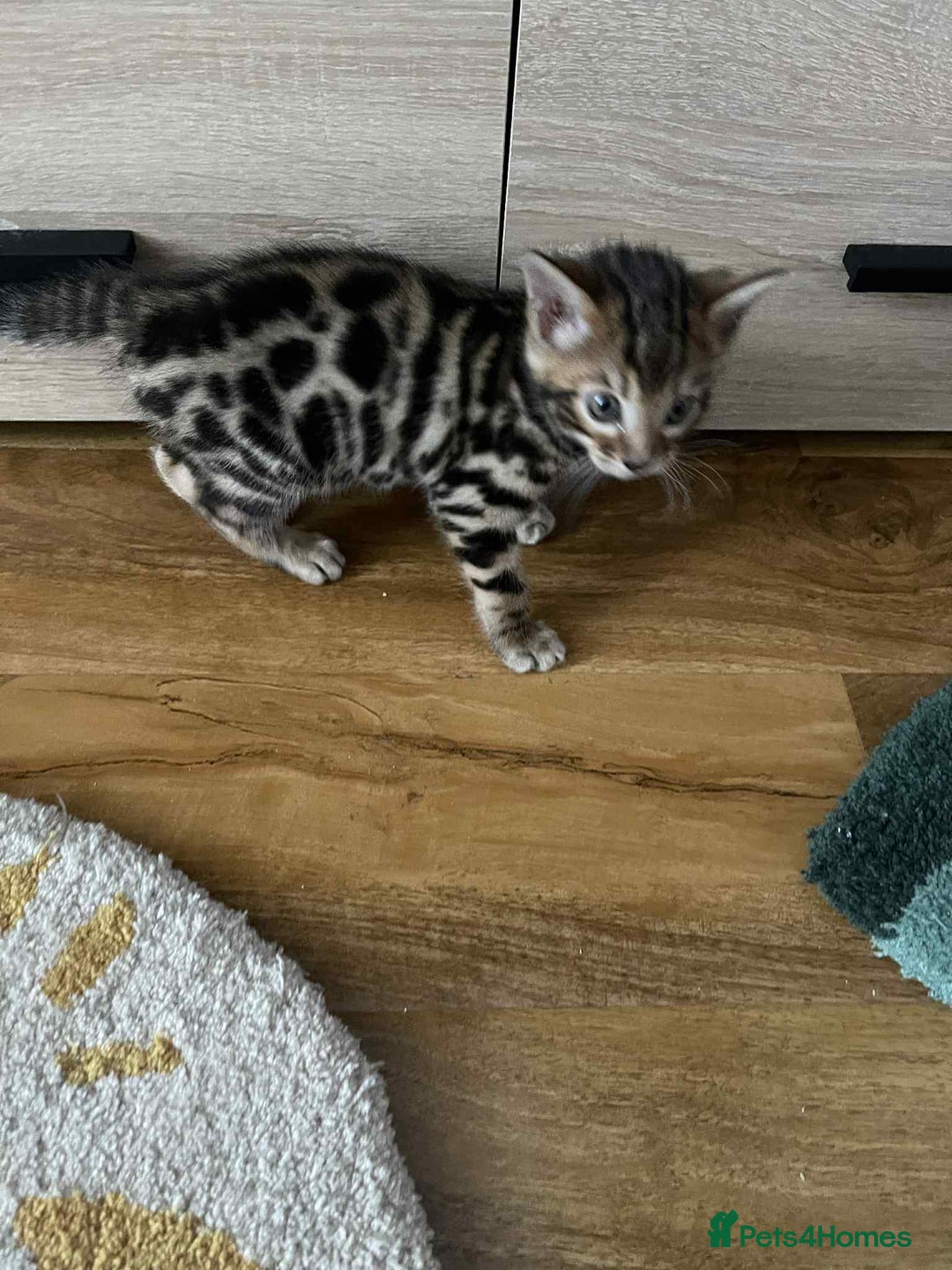 Bengal cats for sale: Bengal  - Image 11
