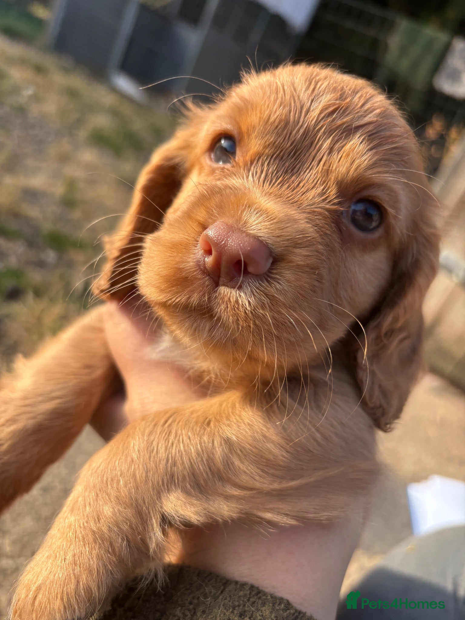 Cocker Spaniel dogs Stunning red KC working cocker puppies  - Advert 4