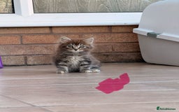 Maine Coon cats for sale: 🐾 Maine Coon Kittens X needing forever home 🐾 - Image 11