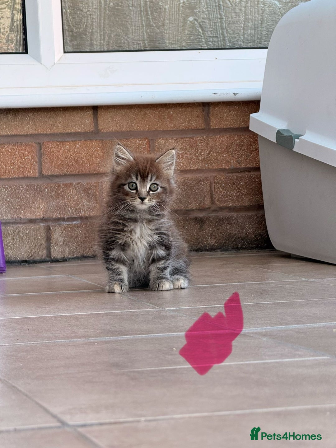 Maine Coon cats for sale: 🐾 Maine Coon Kittens X needing forever home 🐾 - Image 11