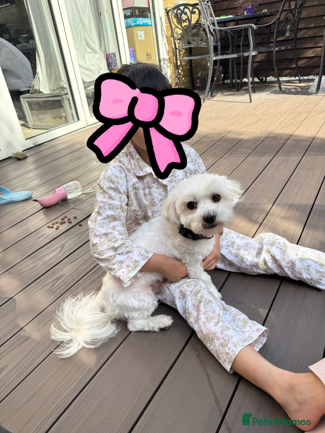 Maltese dogs for sale: Purebred Maltese Dog for Loving Home - Advert 2