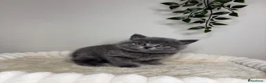 British Shorthair Kitten 2