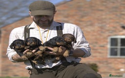 Cocker Spaniel dogs for sale: Champion bred working cocker spaniel - Image 8