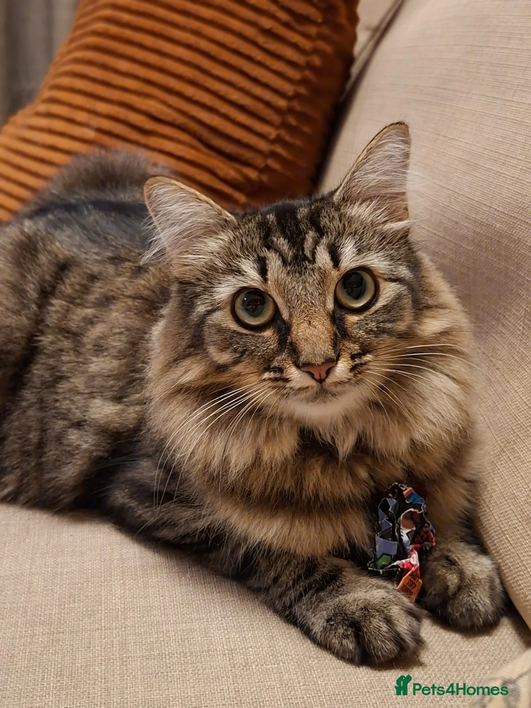 Mixed Breed cats for sale: Beautiful & friendly Ragdoll/Maine Coon siblings - Advert 13