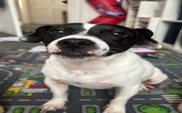 Mixed Breed dogs for sale: Eddie  - Advert 5