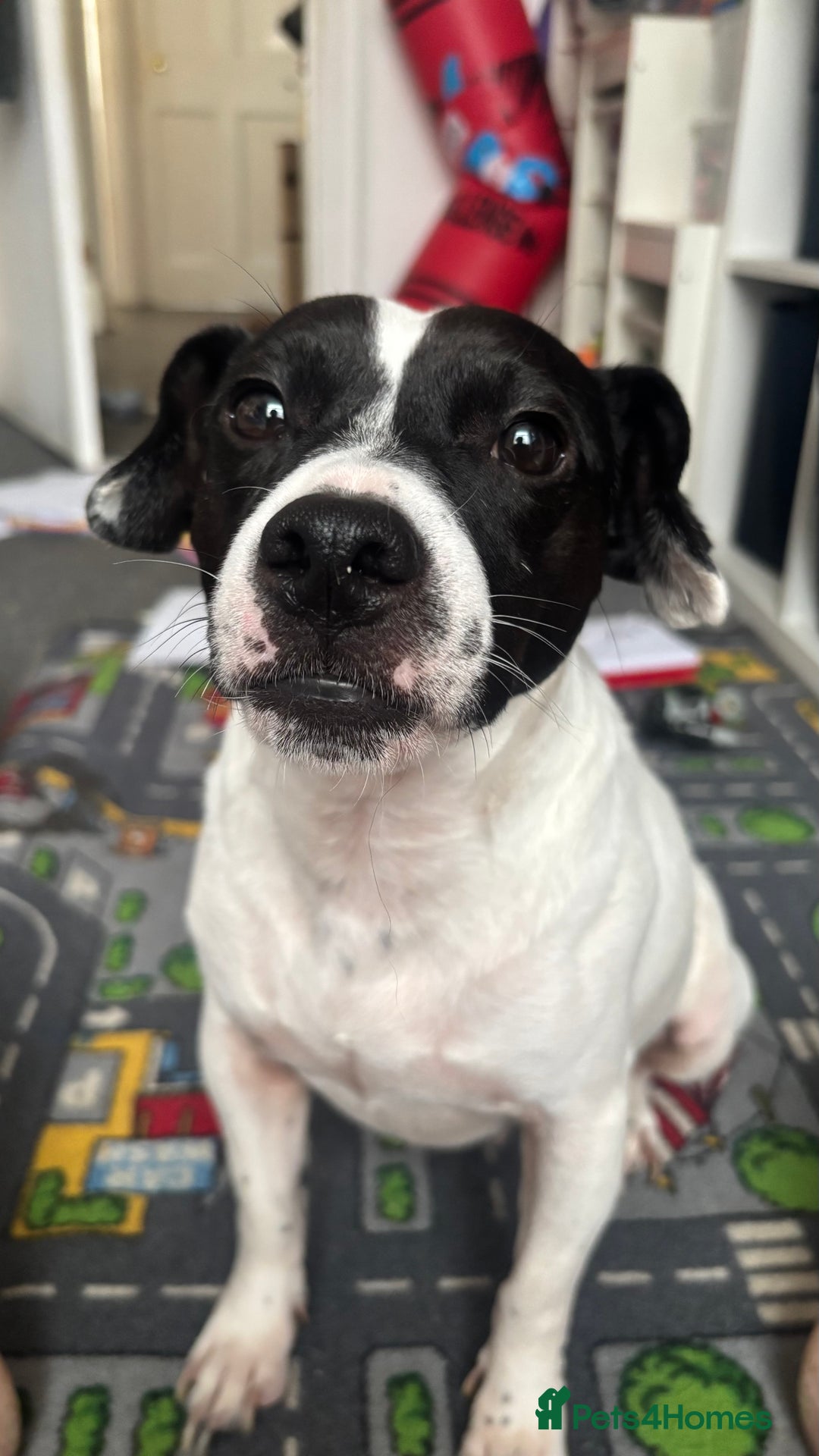 Mixed Breed dogs for sale: Eddie  - Advert 5