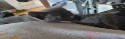 Mixed Breed cats for sale: Russian blue x - Advert 5
