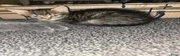 Mixed Breed cats for sale: 2 boy Kittens in Mexborough - Advert 5