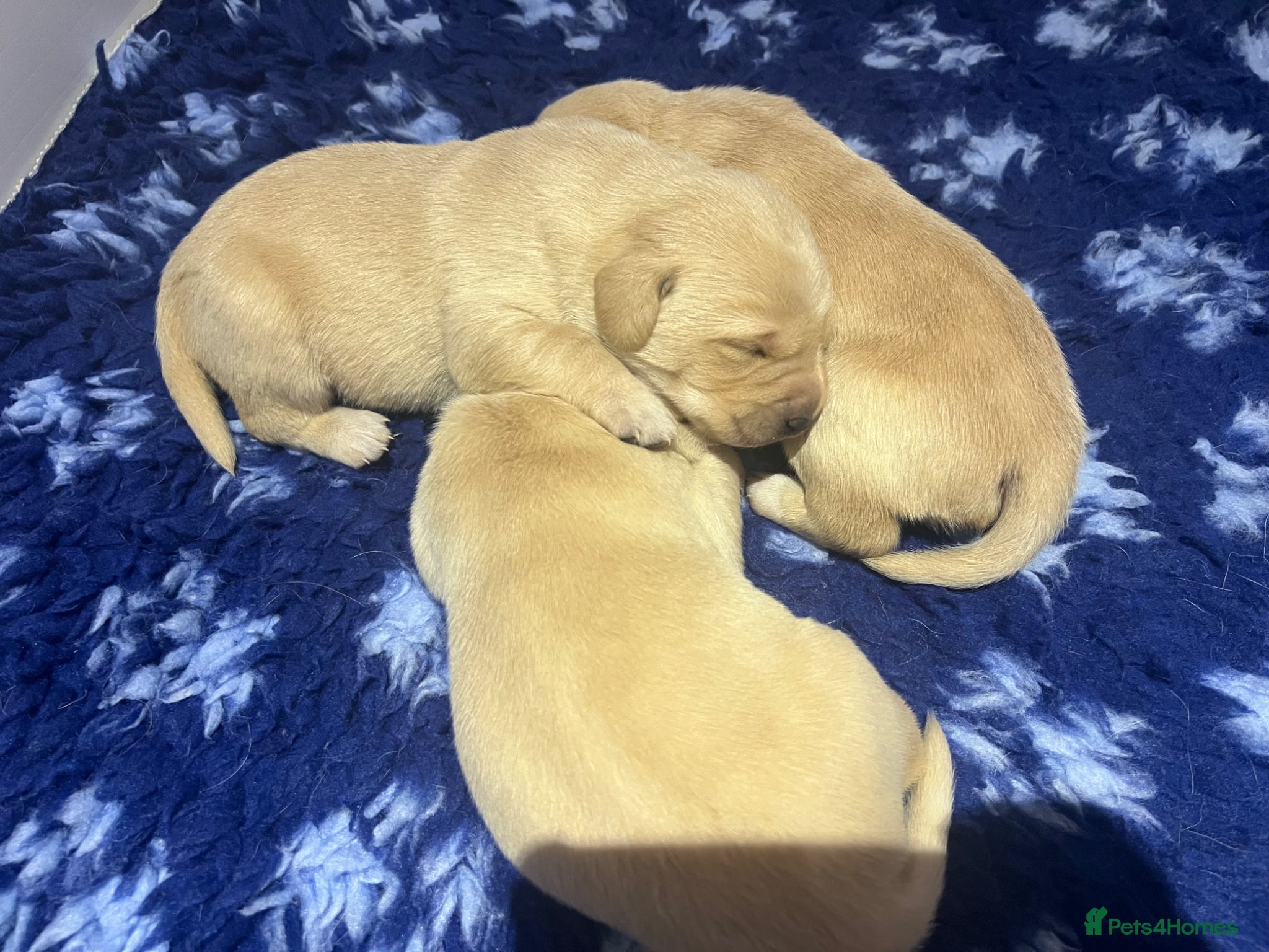 Labrador Retriever dogs Stunning KC Registered Champion line Puppies  - Advert 1
