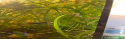 Live Bearers fish for sale: Common Guppy in Cheltenham - Advert 3