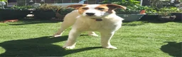 Mixed Breed dogs for adoption: MELODY ( FOSTER TO ADOPT)  - Advert 9