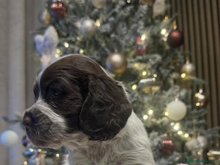 Cocker Spaniel dogs Cocker spaniels - Advert 7