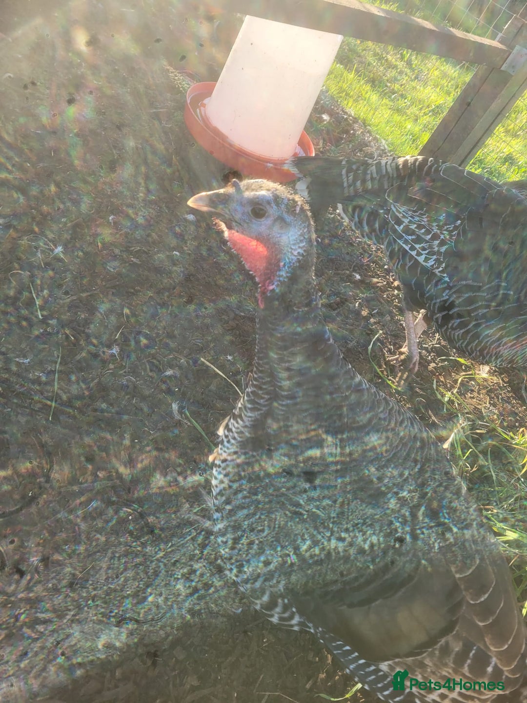 Turkeys poultry for sale: Female turkey for sale  - Advert 5