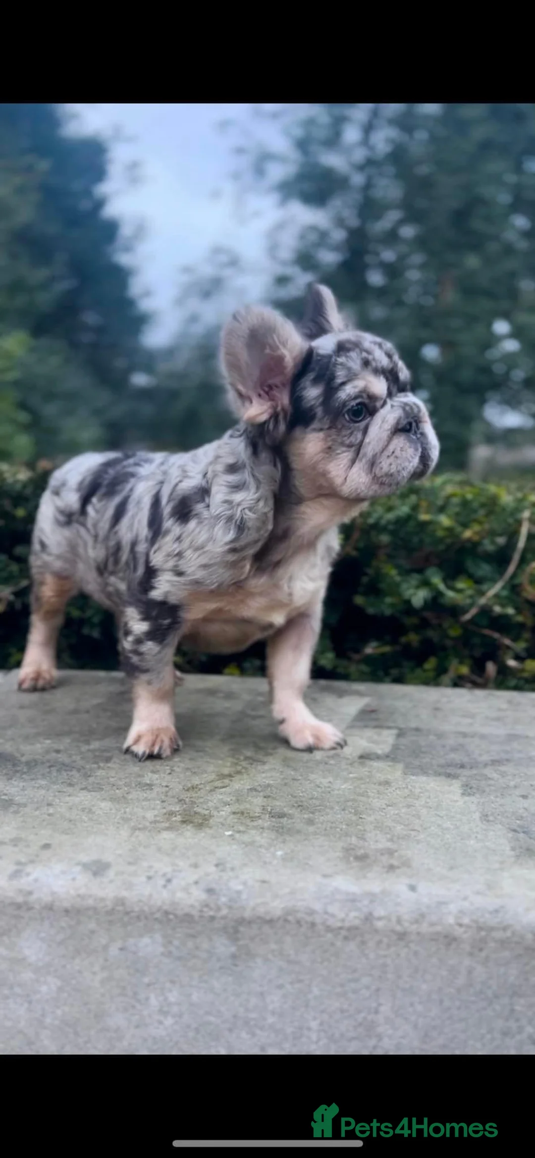 French Bulldog dogs for stud: visual fluffy merle **** carrying testable - Advert 2