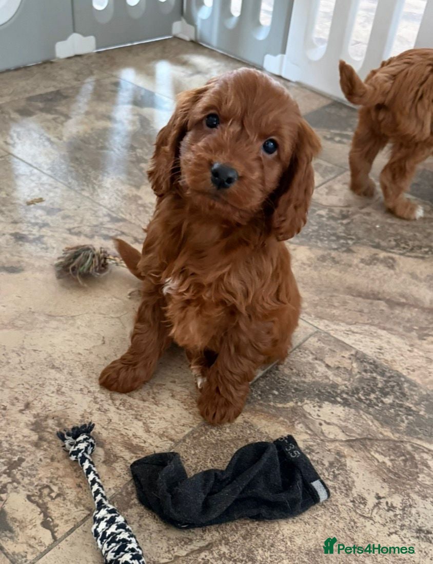 Cockapoo dogs Stunning Cockapoo Puppies - Advert 1