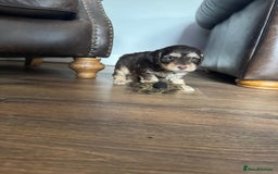 Cockapoo dogs for sale: Adorable F1 Cockerpoo puppies - Image 10